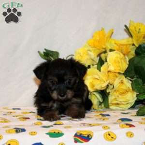 Ramesh, Shorkie-Poo Puppy